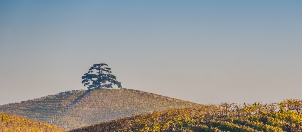 Eine libanesische Zeder steht in einem herbstlichen Weinberg im Piemont.