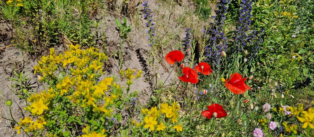 Wildbienenhügel im Schöpfungsgarten der Kirchengemeinde in Bleckede
