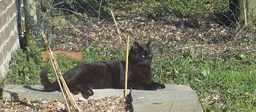 Eine schwarze Katze liegt an einem Sonnenfleck
