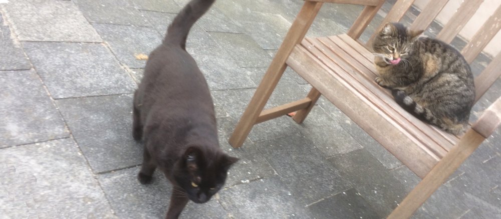Der schwarze Kater Frodo und die getigerte Katze Lucy