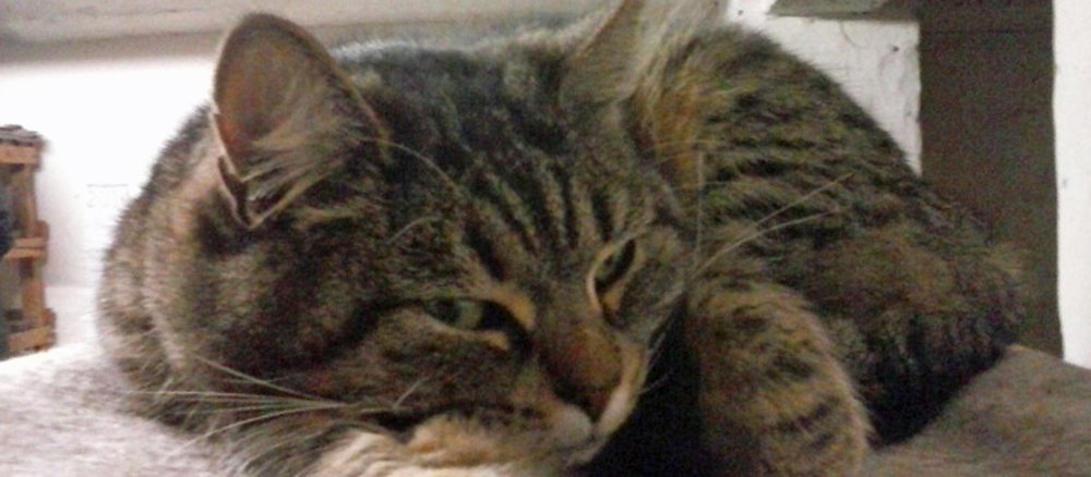 Eine getigerte Katze hat sich zusammengerollt.