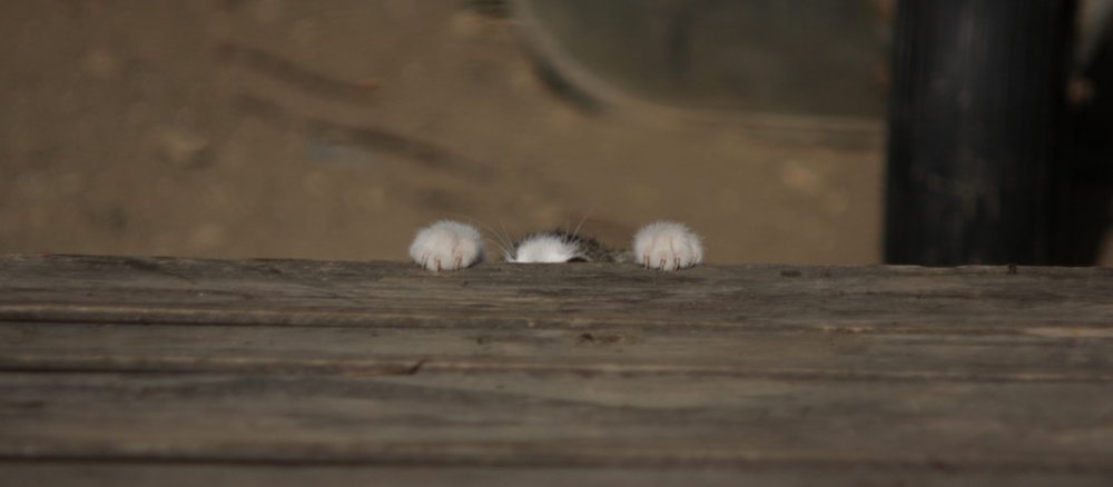 Kater Titus