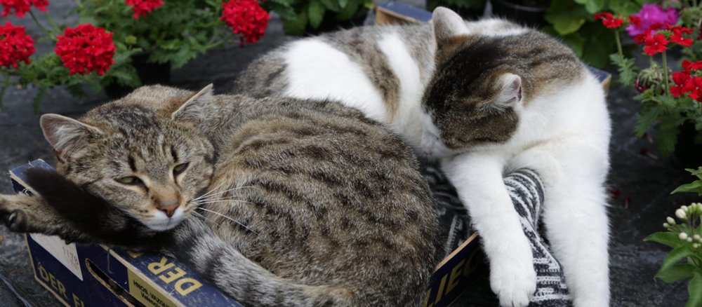 Zwei Katzen liegen zusammengekuschelt in einer Kiste