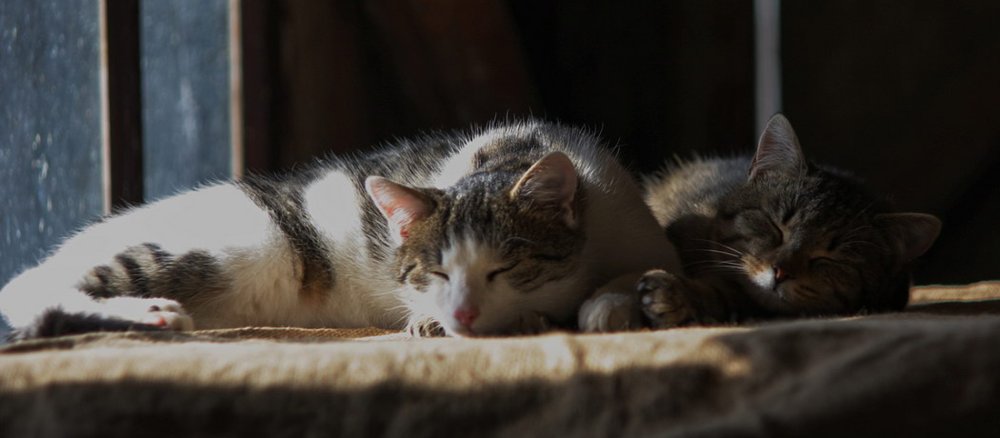 Zwei schlafende Katzen in einem Sonnenstrahl