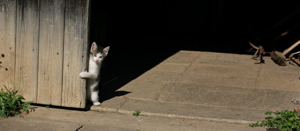 Eine Katze schaut hinter einem Holztor hervor.