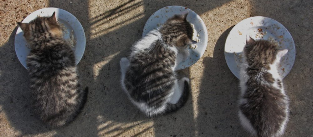Drei Kätzchen beim Fressen, mit Aufsicht fotografiert