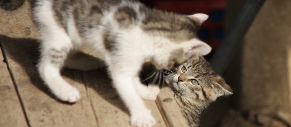 Ein Kater hascht nach einer Katze.