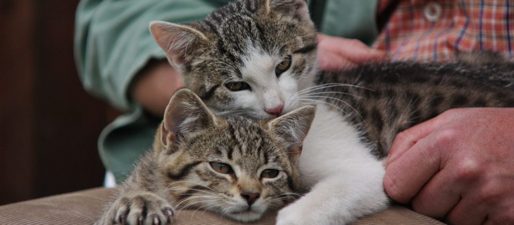 Zwei Katzen schmusen auf einem Schoß.