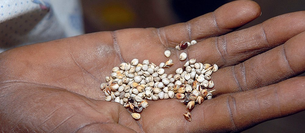 Eine Frau in Afrika hält Saatkörner in der Hand.