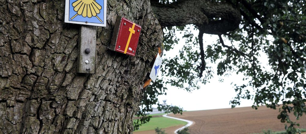 Hinweisschilder zu Pilgerwegen sind an einem Baumstamm angebracht, dahinter schlängelt sich der Weg durch Felder. Links der Wegweiser mit gelber Muschel für den Jakobsweg, rechts mit gelbem Kreuz der Wegweiser für den Martinusweg