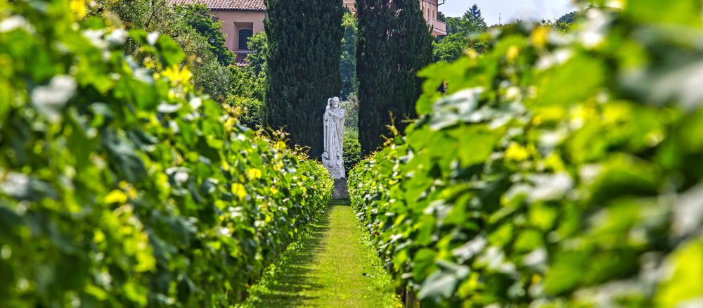 Der Weinberg auf dem Gelände der Päpstlichen Villen in Castel Gandolfo am 11. Juni 2016.