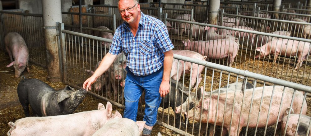 Richard Schmidt zwischen Schweinen in einem Schweinestall