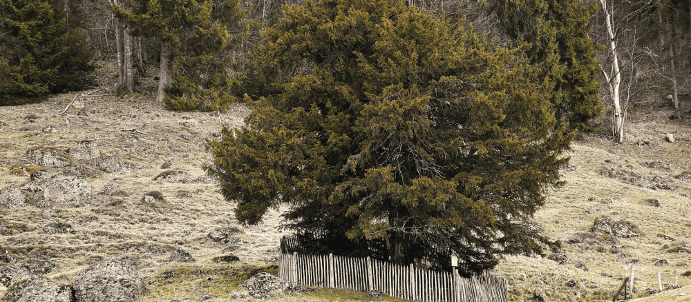 Eibe von Balderschwang, Baum aus der Ferne