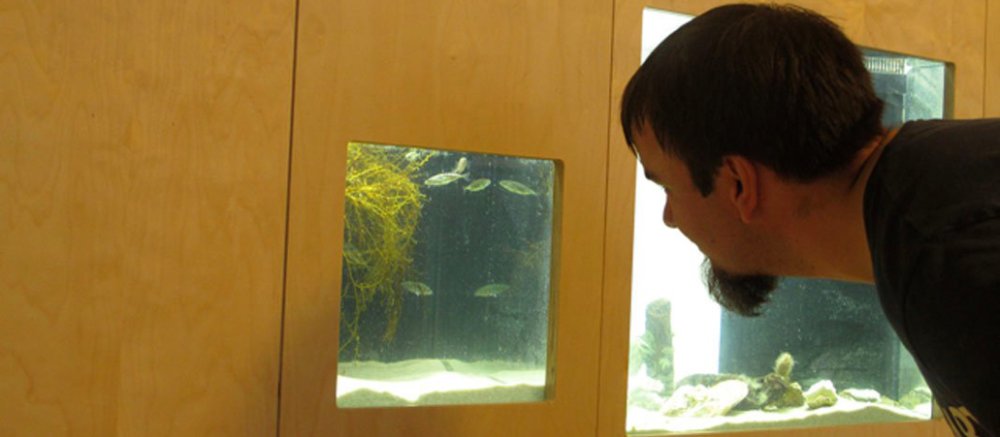 Ein Besucher der Schutzstation Wattenmeer schaut in eines der holzumfassten Aquarien.