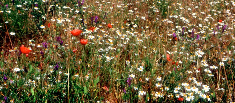 Blumenwiese