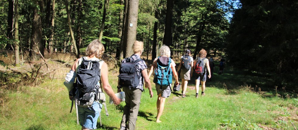 Eine Gruppe Wanderer läuft durch einen sonnigen Wald
