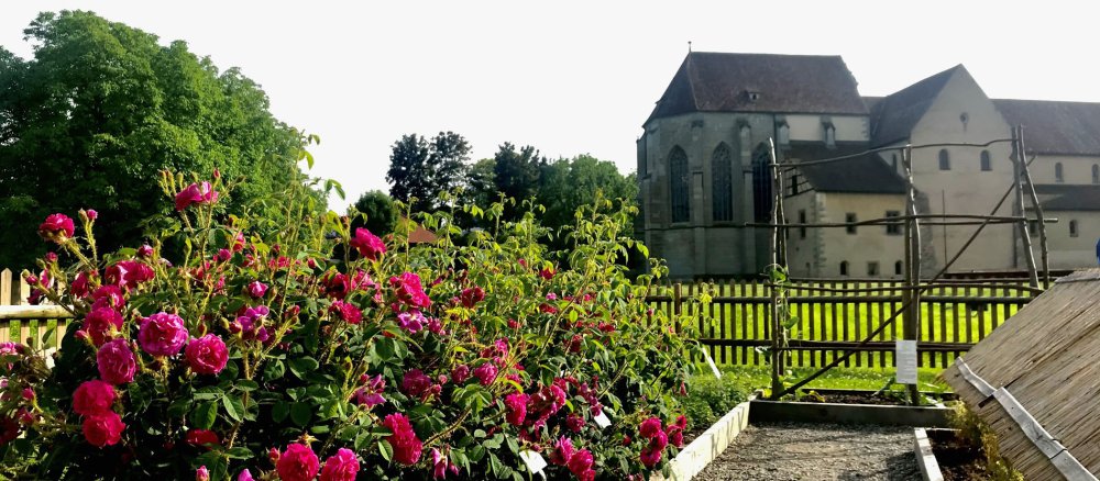 Blühende Rosen im Klostergarten der Insel Reichenau