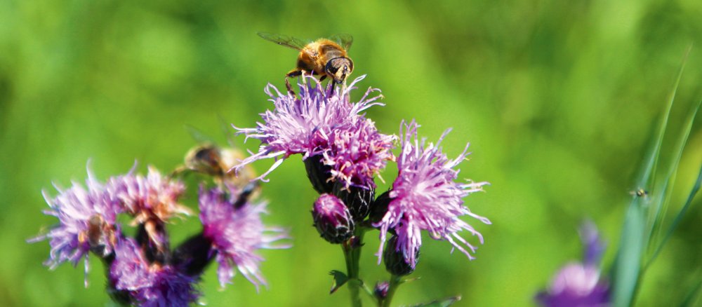 Eine Biene auf einer Wildblume
