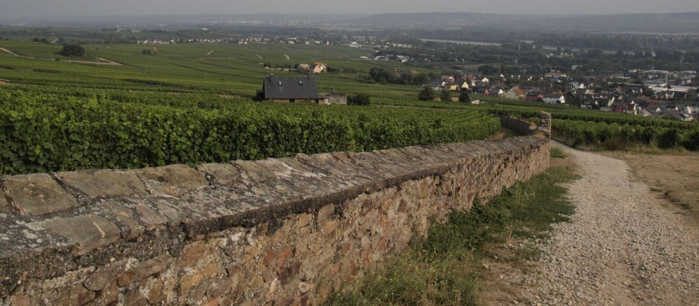 Blick auf Weinberge
