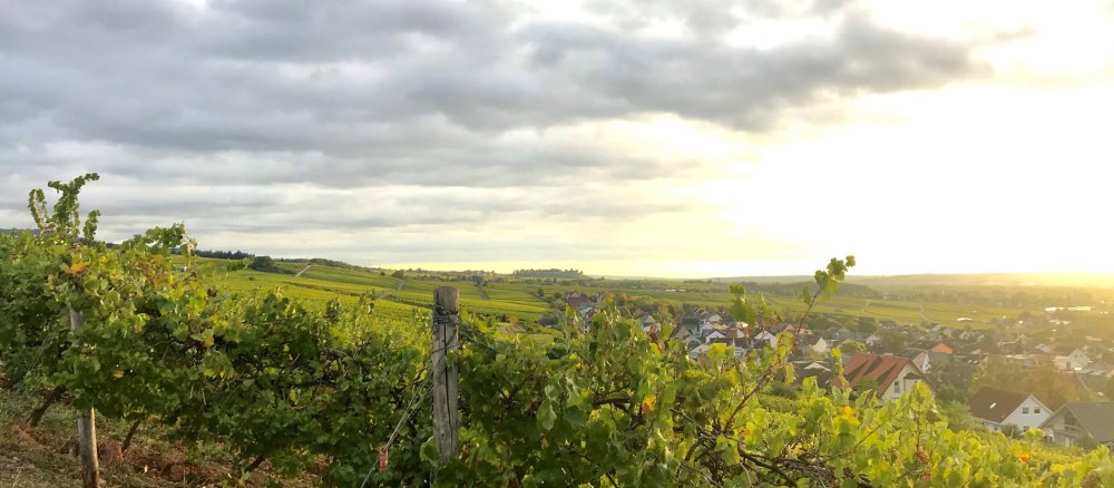 Weinberg im Herbstlicht