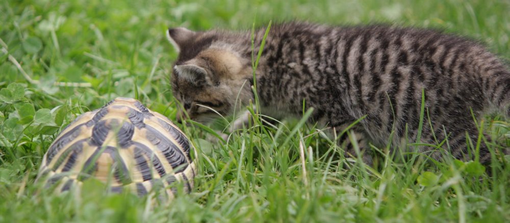 Eine Katze beschnuppert eine Schildkröte im Gras.
