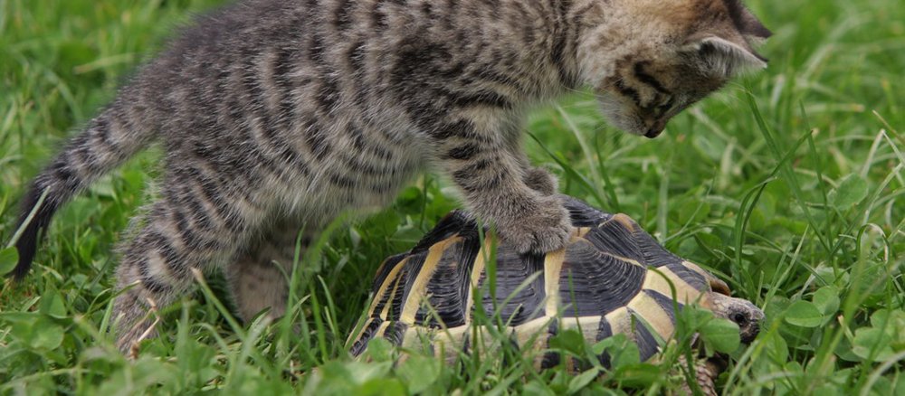Eine Katze beschnuppert eine Schildkröte im Gras.