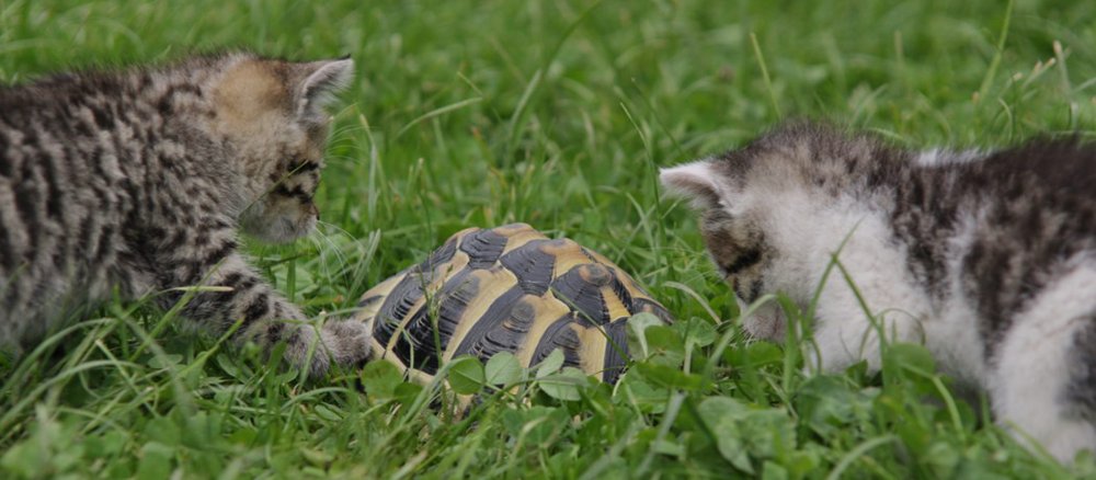 Zwei Katzen beschnuppern eine Schildkröte im Gras.